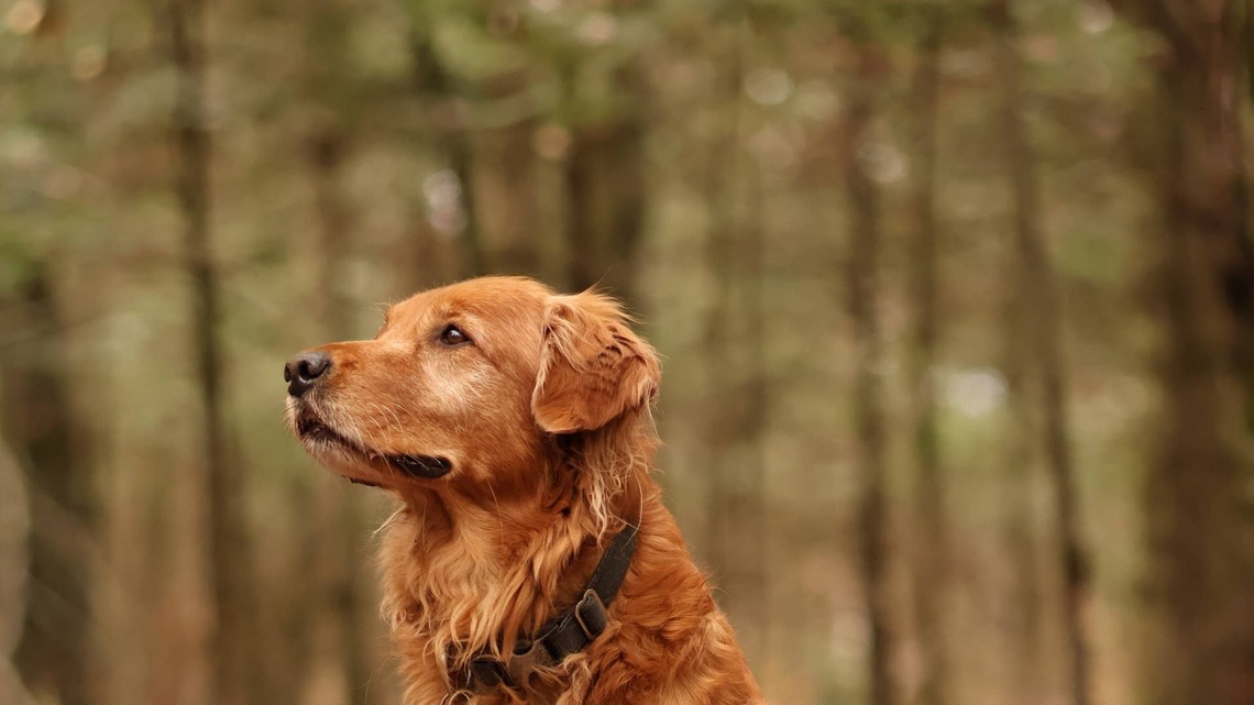 Golden Retriever Surrounded by Fall Leaves Looks Like Autumn Made Its Own Puppy 