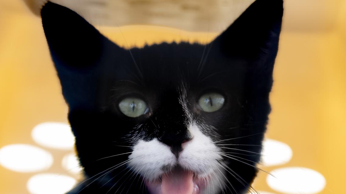 A kitten , one of 35, awaits neutering during the free Santa Ana spay and neuter clinic on Sunday, June 30, 2024. (Photo by Mindy Schauer, Orange County Register/SCNG)