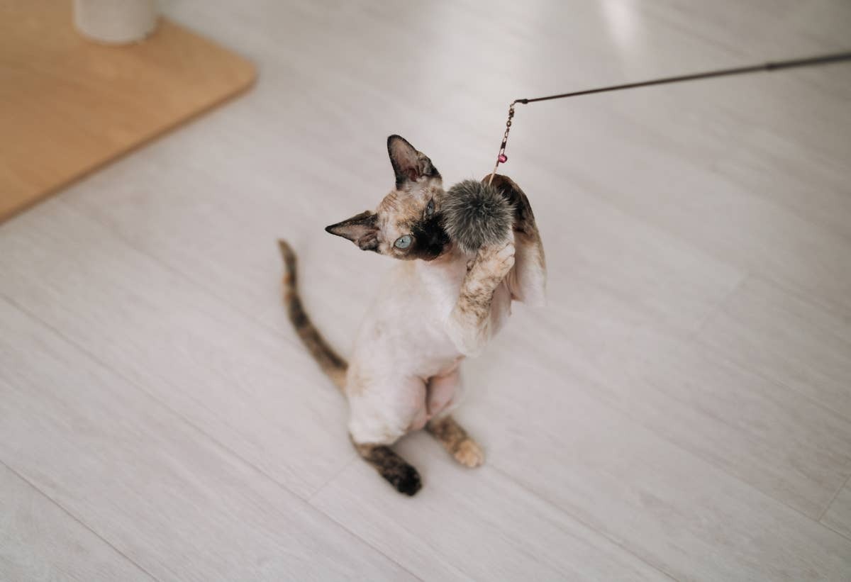  Cats can feel loved when you play with them.