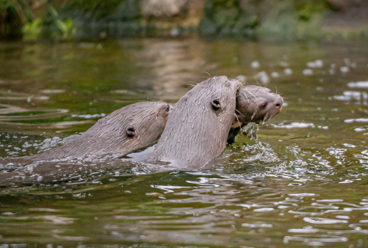  (Chester Zoo via SWNS) 