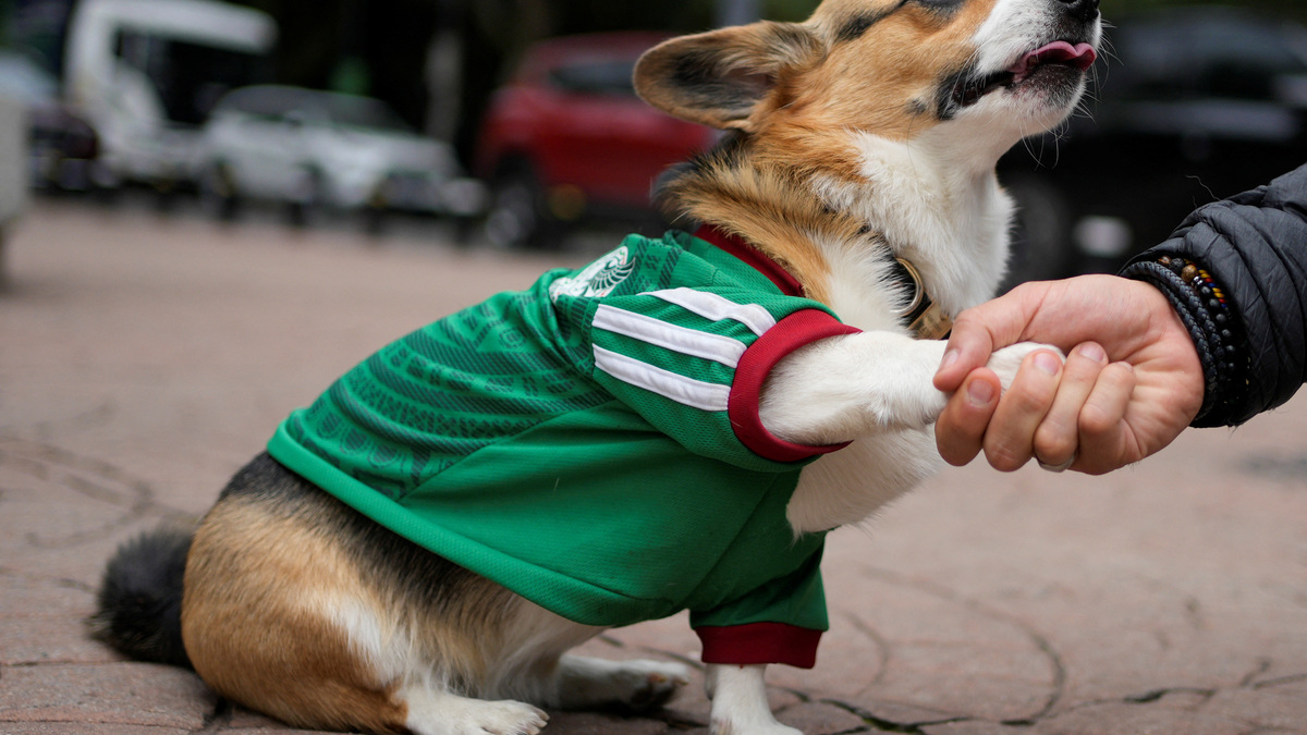 Javier Padilla interacts with his dog Trufa, wearing a jersey of Mexico's national football team, as pets are dressed for the occasion during the 2026 FIFA World Cup, which Mexico is hosting with U.S. and Canada, in Mexico City, Mexico, June 19, 2026. REUTERS/Armando Vega