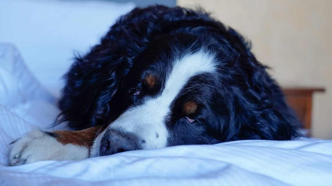 Bernese Mountain Puppy Takes the Most Epic Nap That Will Make You Jealous 