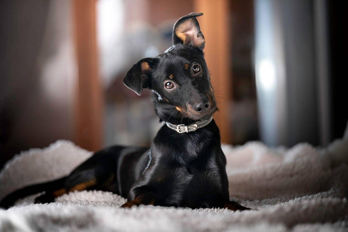  A loyal October birth month puppy.