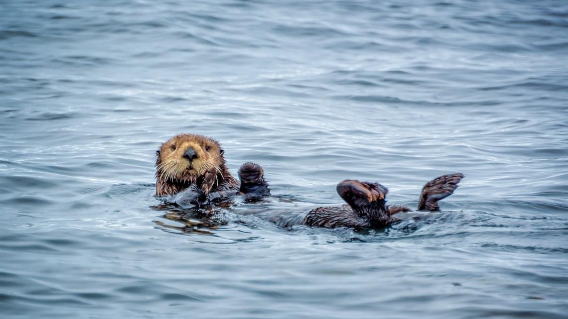 This 'Tiny Moment' Between an Otter and Her Baby Has Everyone Emotional 