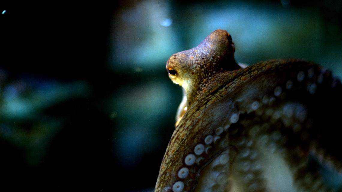 The World’s Oldest ‘Octopus’ Fossil Isn’t an Octopus After All—Here’s What Led to the Discovery
