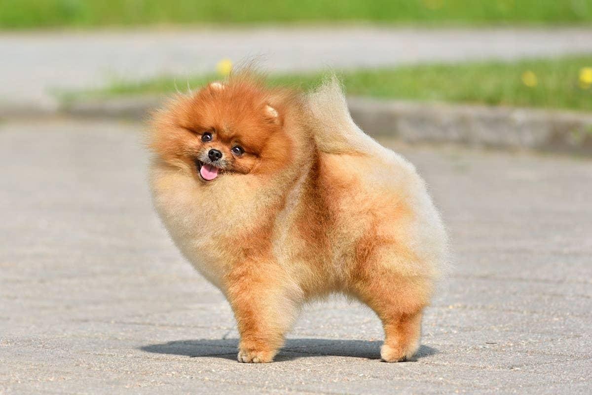  Pomeranians are one dog breed that may not suit apartment living.