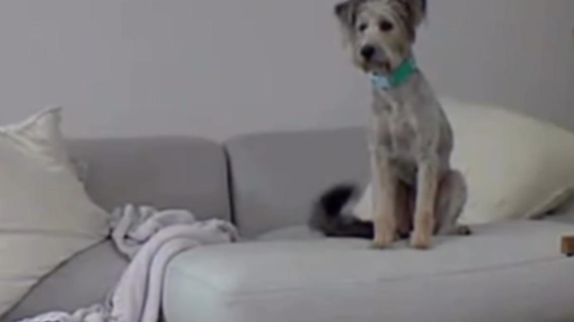 Rescue Dog Left Out of Crate Alone for First Time, Tears at What She Does 