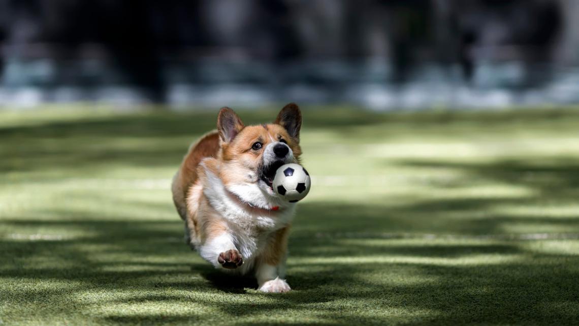 Beggin' Named Official Dog Treat of U.S. Soccer-and It Comes With a Fun Twist 
