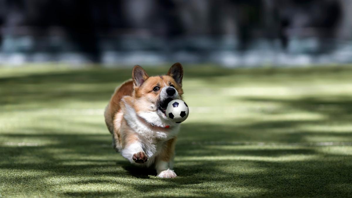 Cute Corgi running with soccer ball at park.