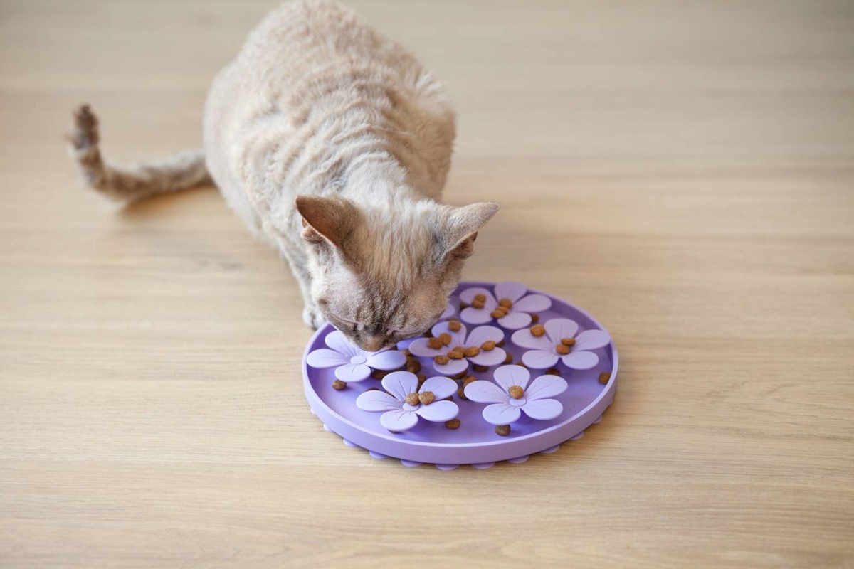  A cat using a puzzle feeder.