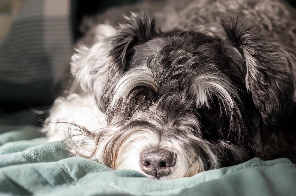  A Miniature Schnauzer lying down.