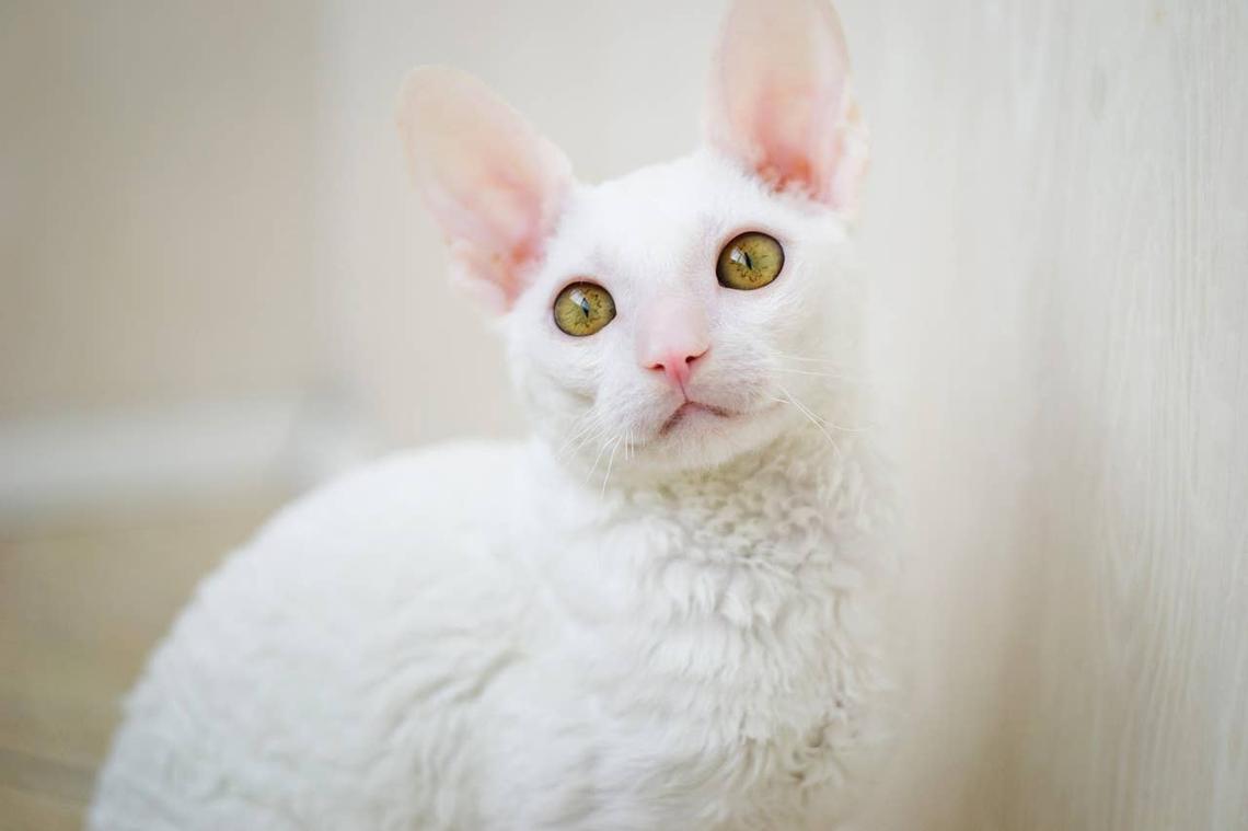  An easy-to-groom white cat. 
