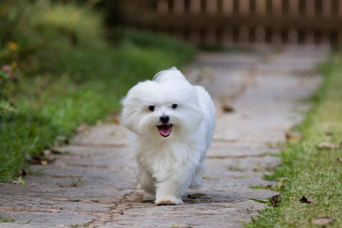  A devoted Maltese dog on a pathway smiling. 