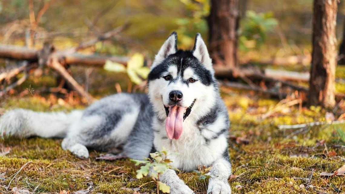 250 Siberian Husky Names for Fearless & Powerful Dogs 
