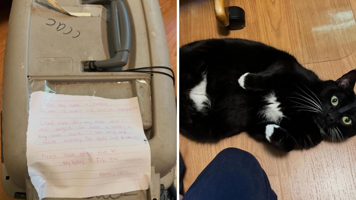Photos from a May 20 Instagram post about a cat found abandoned in a carrier on the side of the road with not asking for help. 