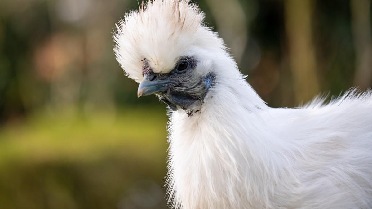 A close-up photo of a Silkie Chicken.