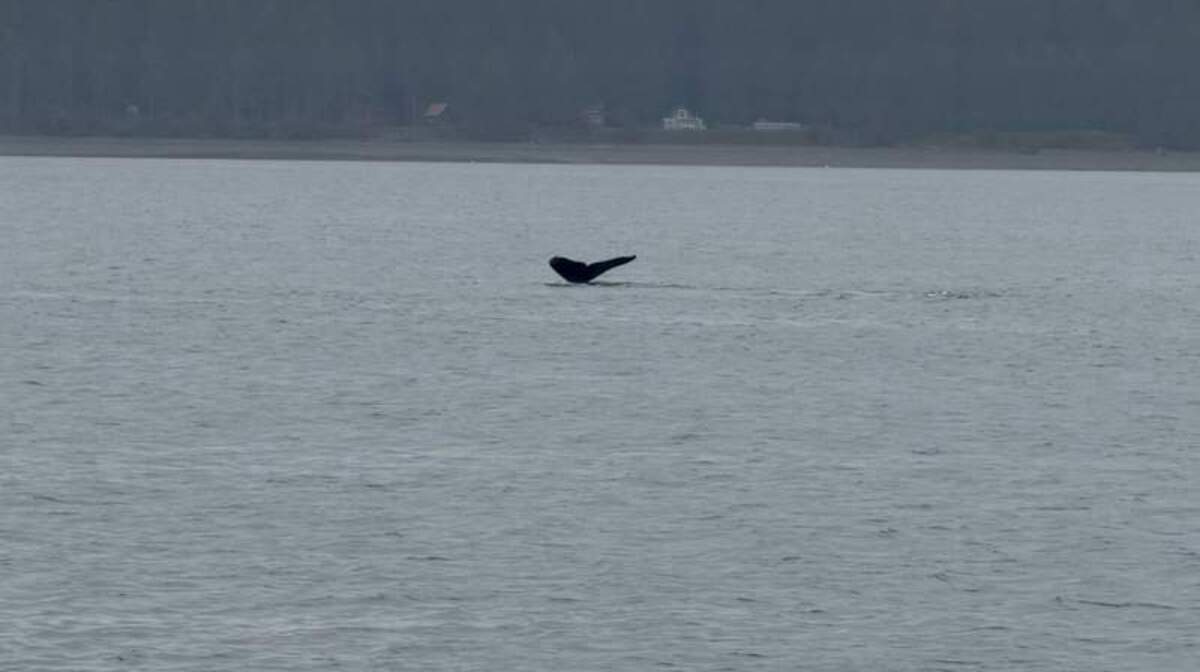  Seeing a humpback whale's fluke rise from the water in Auke Bay was one of the most exhilarating moments of our trip. Photo credit: Emily Molina 