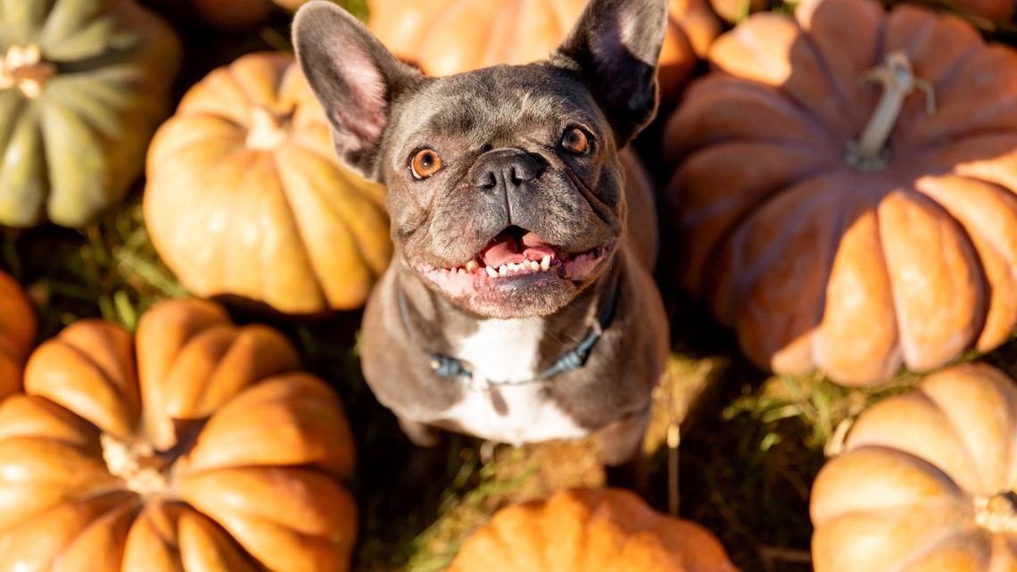 Veterinarians Beg Dog Owners to Stop Giving This Common Fall Treat