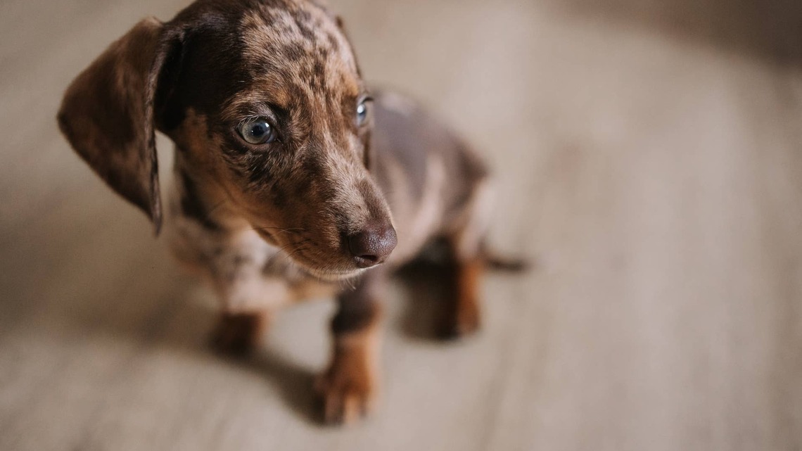 Dachshund Has the Sweetest Little Request Before He'll Eat His Dinner