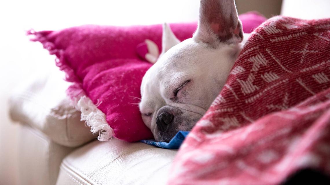 French Bulldog Asked What He Does for a Living-'I Nap Like I Worked a Double Shift' 