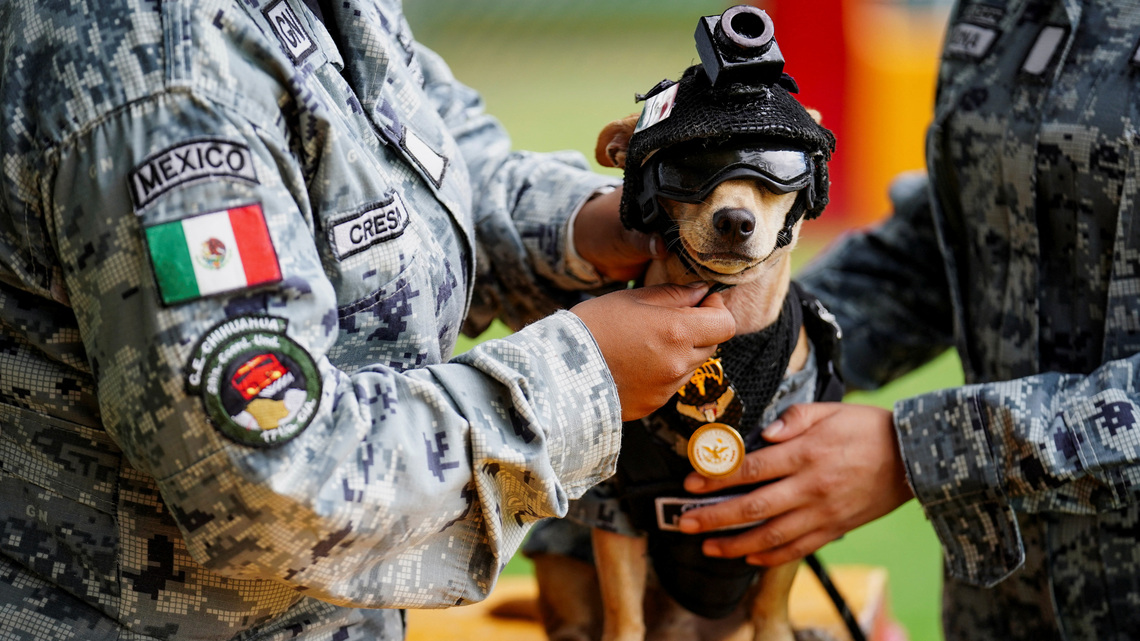 Mexico's National Guard debuts tiny Chihuahua recruit