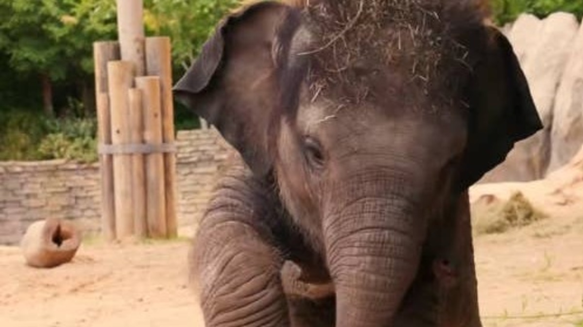 Baby elephant Lady Bird playing with ball at Fort Worth Zoo. 