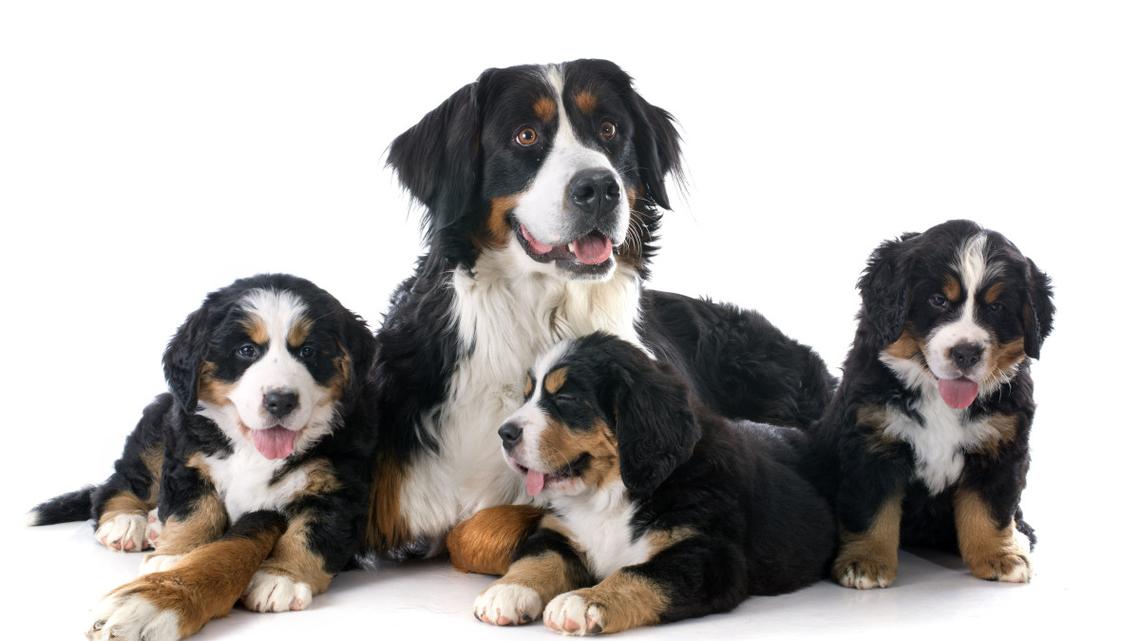 Bernese Mountain Dog Dad Checking in on His New Puppies Is Pure Sweetness 