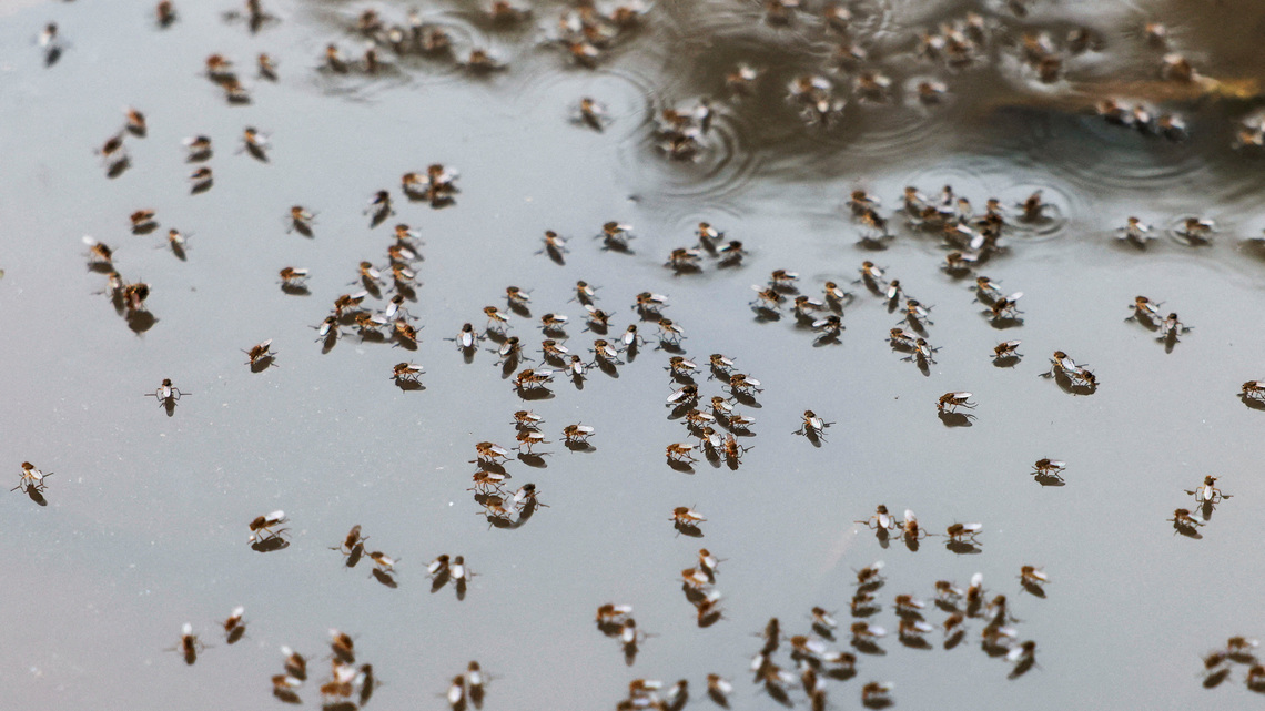 Bangladesh dengue outbreak accelerates as hospitals come under strain 