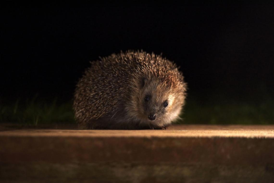 A cute hedgehog at night.