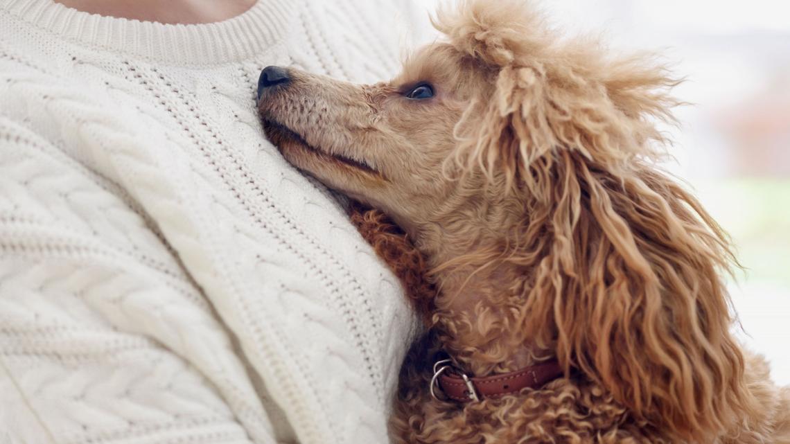 Dog Expert Reveals 5 Best Breeds That Help Owners With Anxiety 