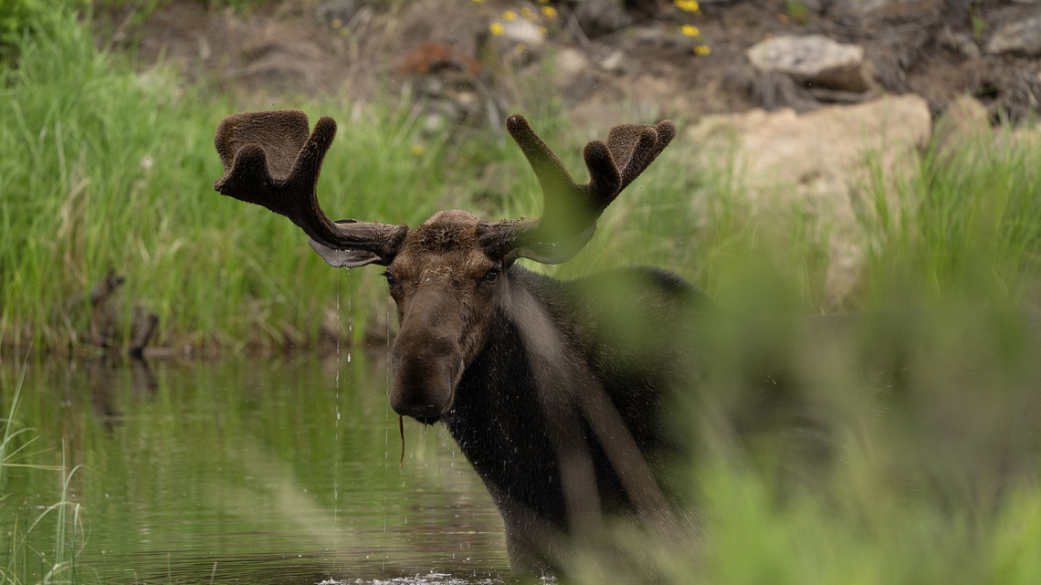 Moose and bears will likely benefit from Minnesota wildfires. Ticks and brainworms, not so much. 