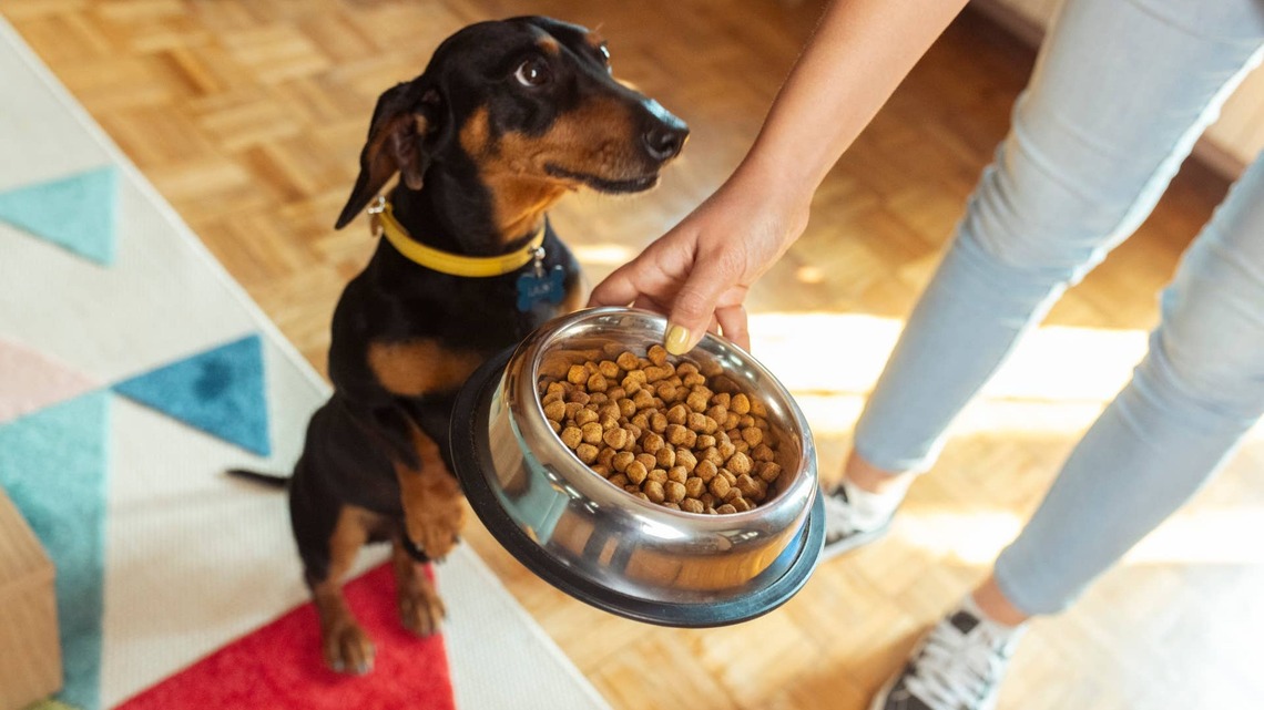 Popular dog food brand recalled over dangerous material 