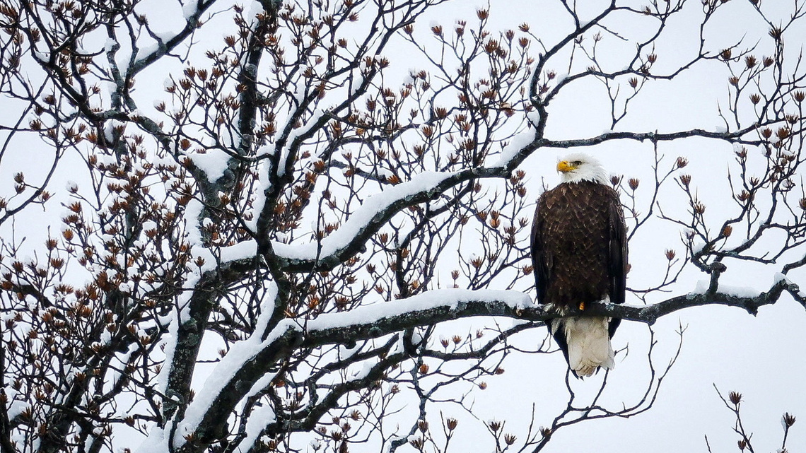 US states sue Trump administration for weakening endangered species protections 