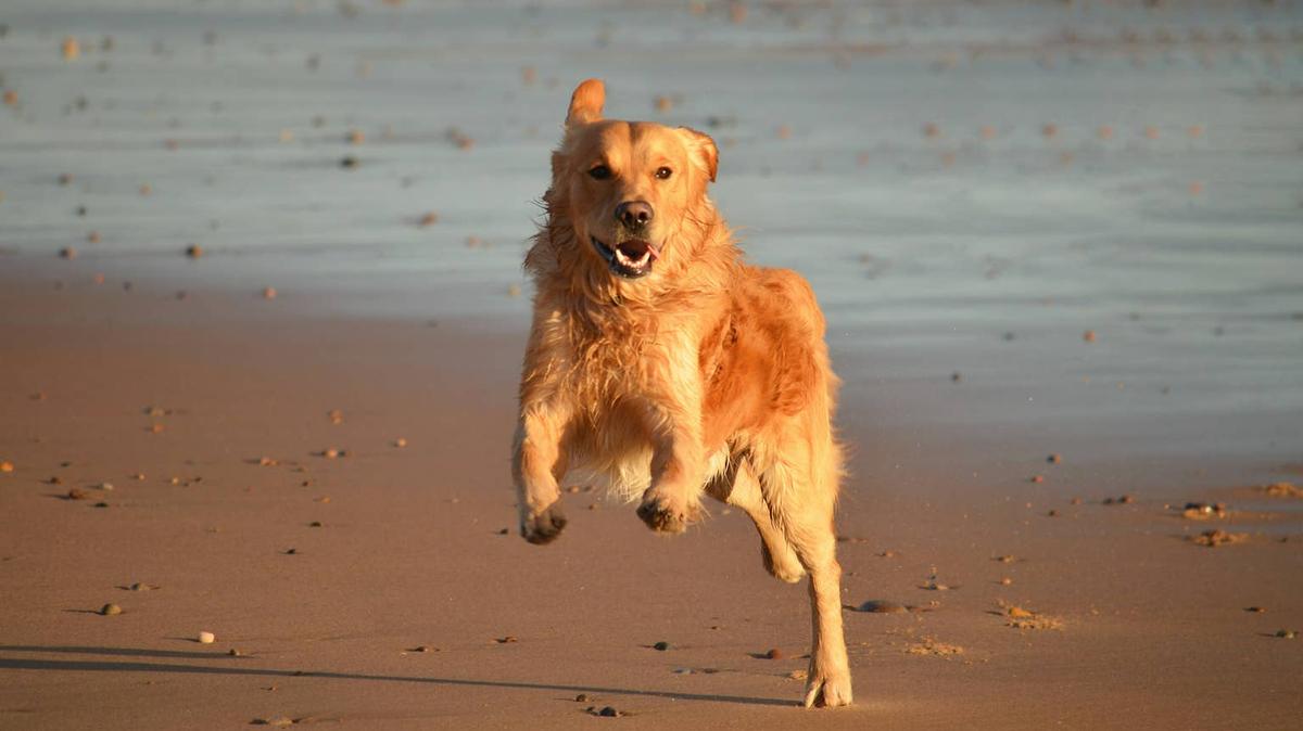 dog is running on beach.