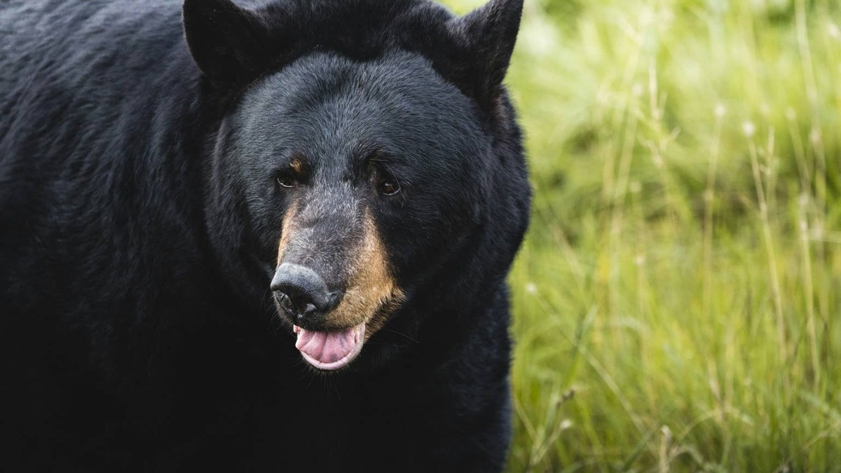 Large black bear walking through a field. 