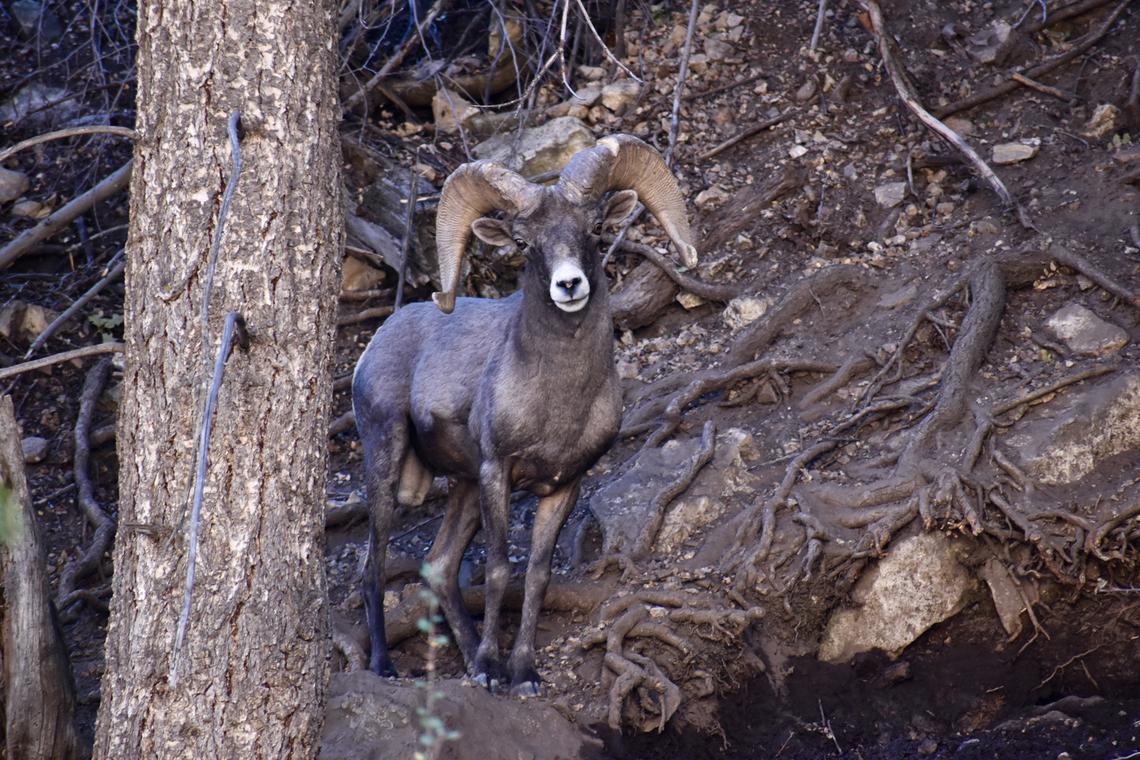 Lori Rackl/Lori Rackl/TNS