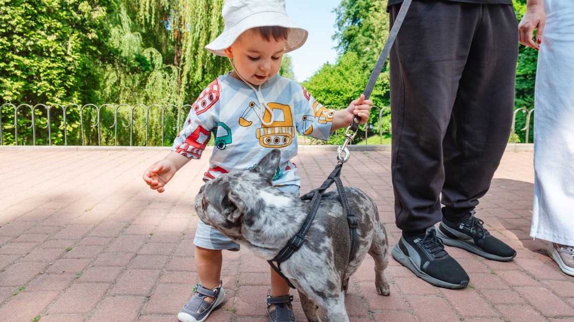French Bulldog and Toddler Fight Just Like Human Siblings, and People Are Cracking Up 