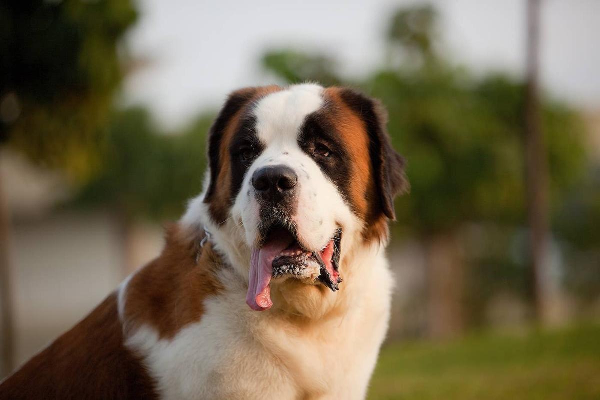  Big Saint Bernard with tongue hanging out.
