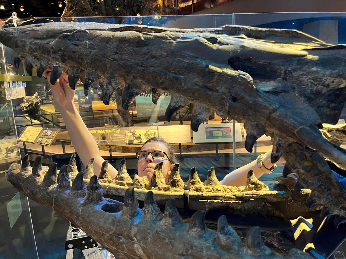 Researcher Amelia Zietlow examines the Tylosaurus rex holotype skeleton in February 2023 at the Perot Museum of Nature and Science in Dallas, Texas, U.S. The image was released on May 21, 2026. Courtesy of Perot Museum of Nature and Science/Handout via REUTERS