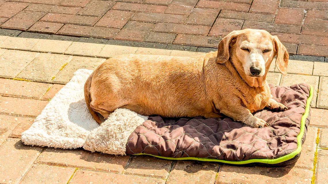 Chunky Dachshund Getting in Shape Is Exhausted After a 15-Minute Walk and It's Too Sweet 