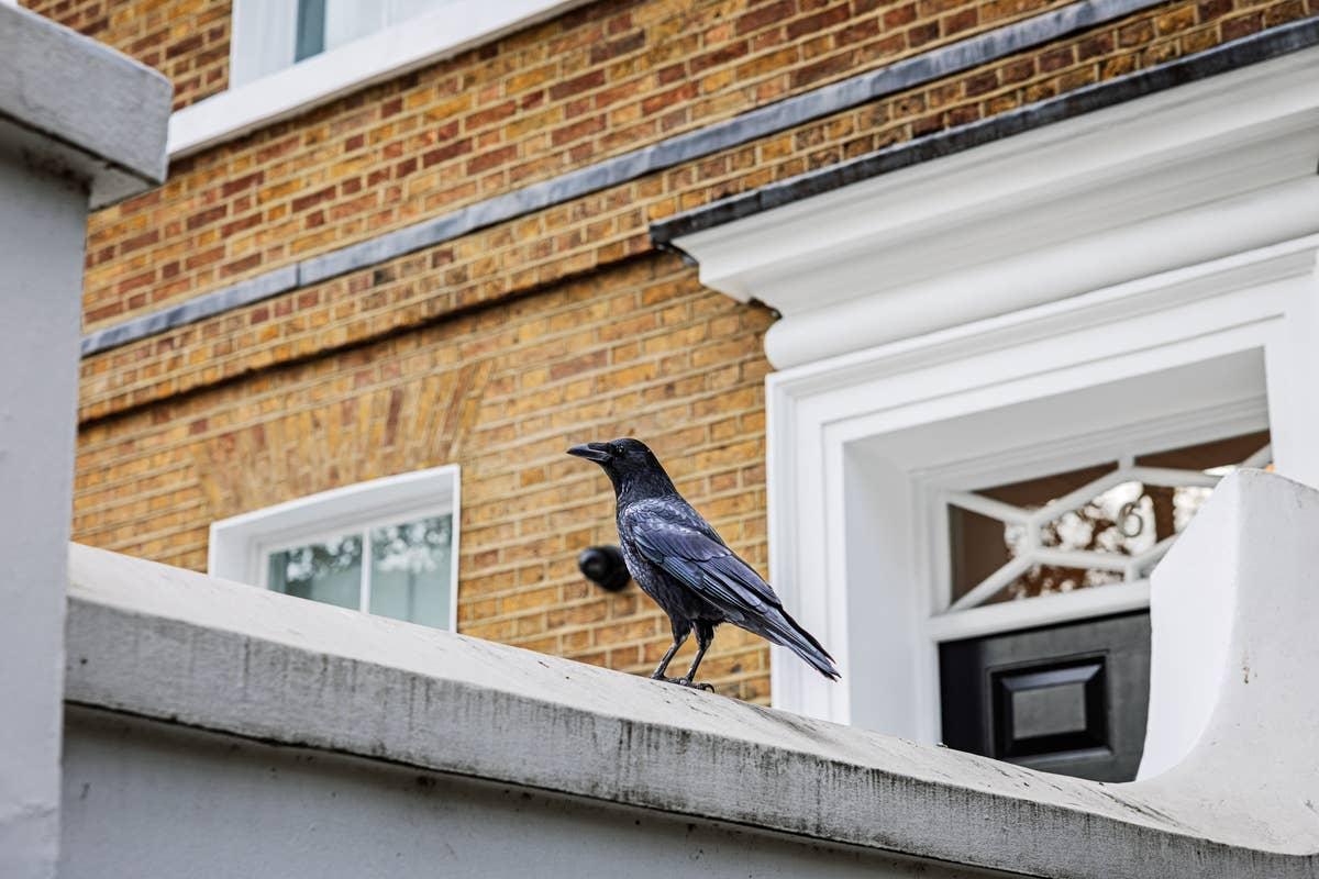  A crow singing near someone's house. 