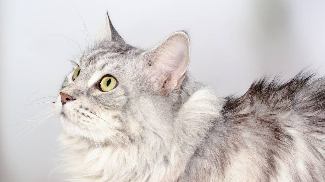 Massive Maine Coon Cat Sees Dad Making Lunch and Appoints Himself 'Head Chef' 