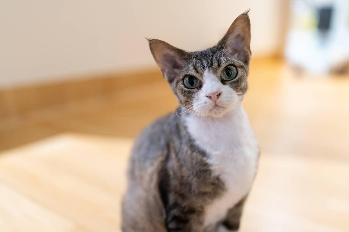  A fun, people-oriented breed, Devon Rex cats often win over dog lovers.