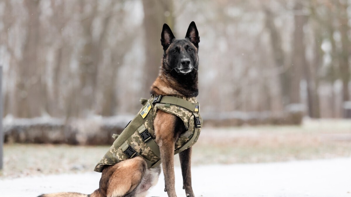 K-9 dog.