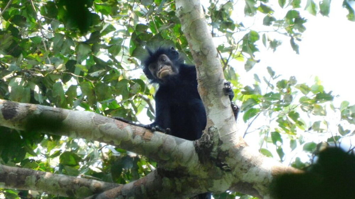 Colobus congensis, known locally as likweli, has a dramatic black face with pinkish-orange lips. (Junior Amboko, CC-BY 4.0 via SWNS). 