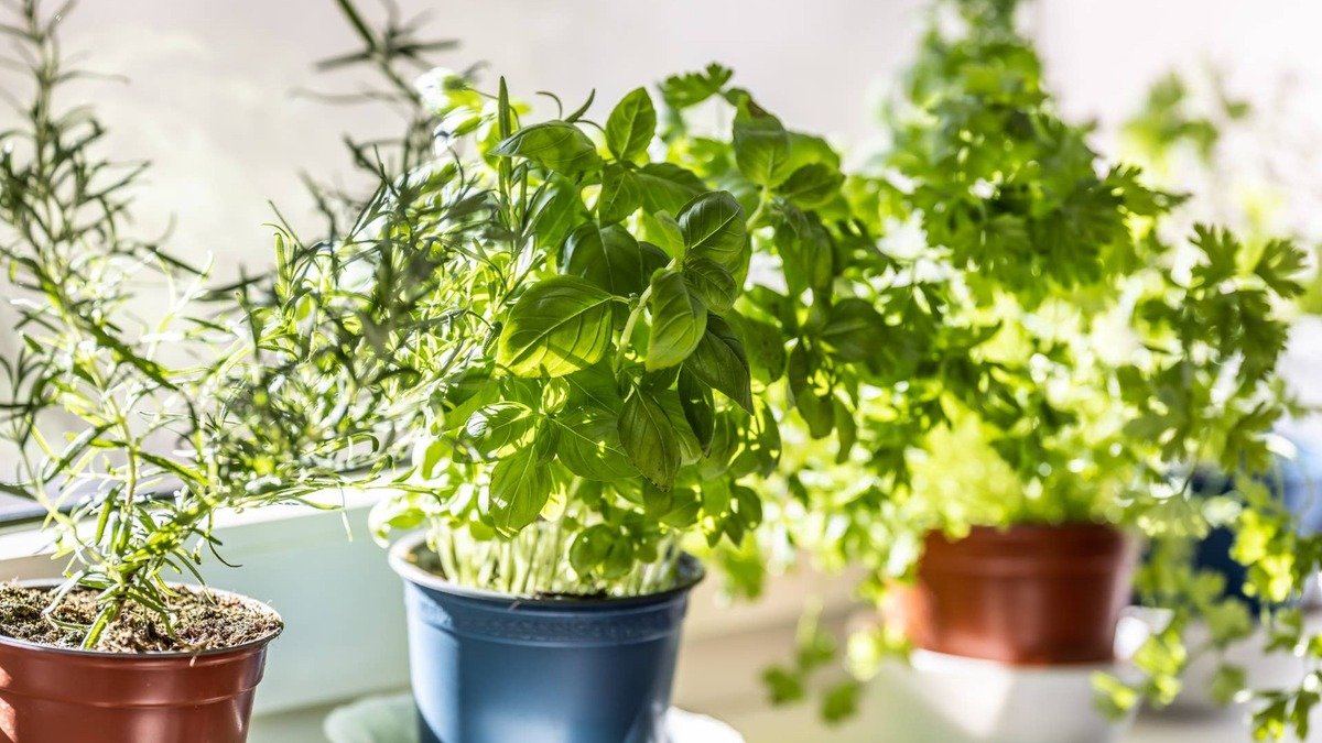 Don't Let Your Herbs Die This Winter: These 7 Should Come Indoors Before the First Frost