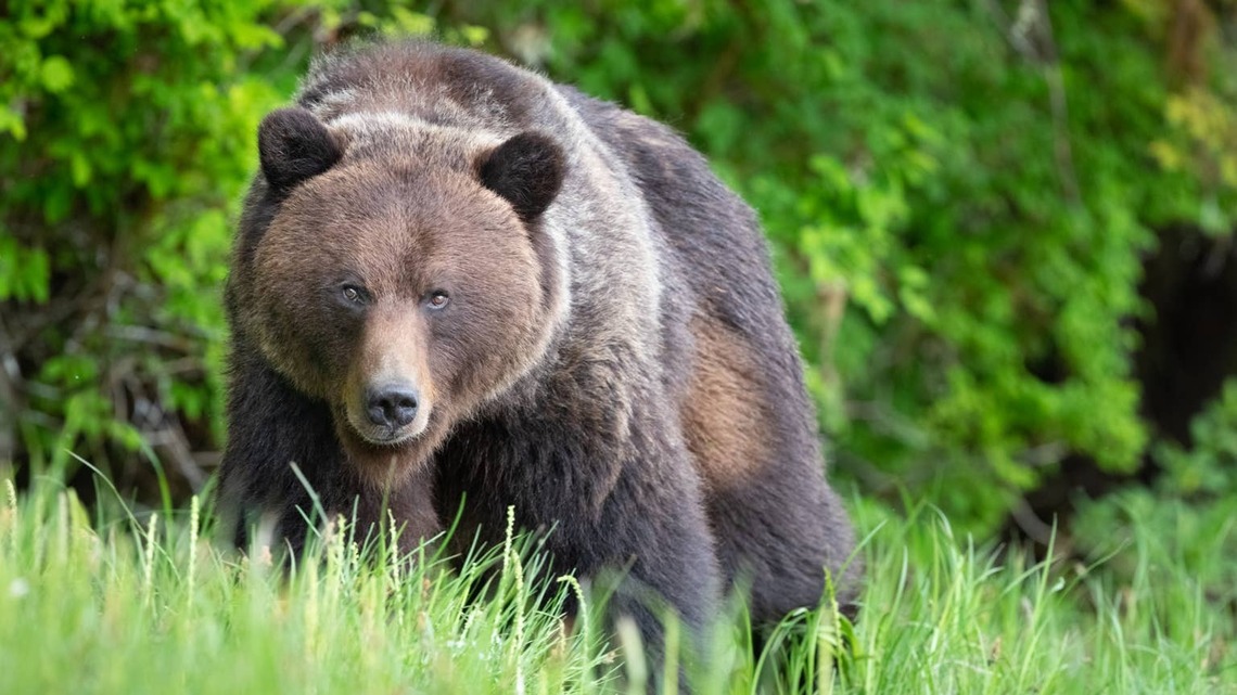 Woman Walking Her Dog Forgets Bear Spray and Comes Face-to-Face With a Grizzly 