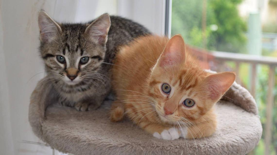 Two cats hanging out. 