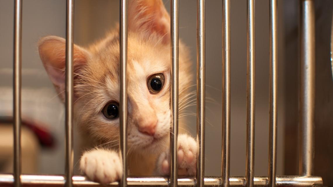 This Shelter Cat Forgot How to Play, But This Sweet Moment Shows When She Remembered 