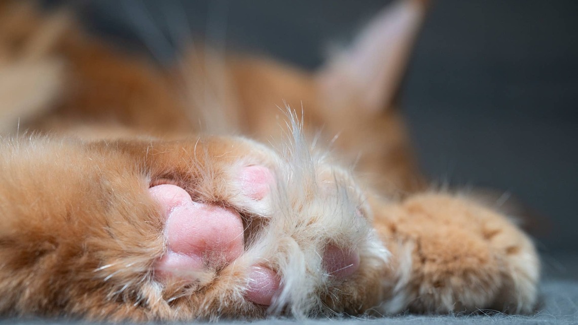 Maine Coon Cat's Striking Coat Makes Her Look Just Like a Majestic Lion
